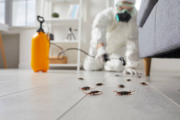Post-Treatment Bed Bug Interceptor Monitoring in East St. Louis